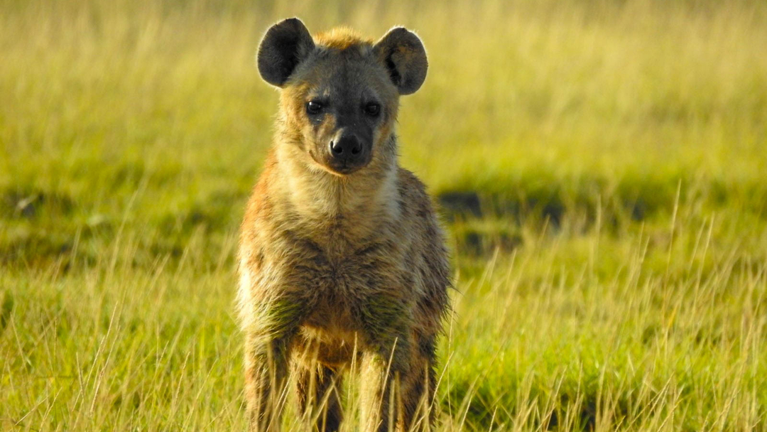 Hyena